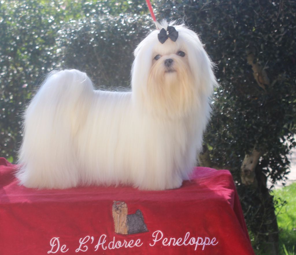 Princess anna de L'Adoree Peneloppe