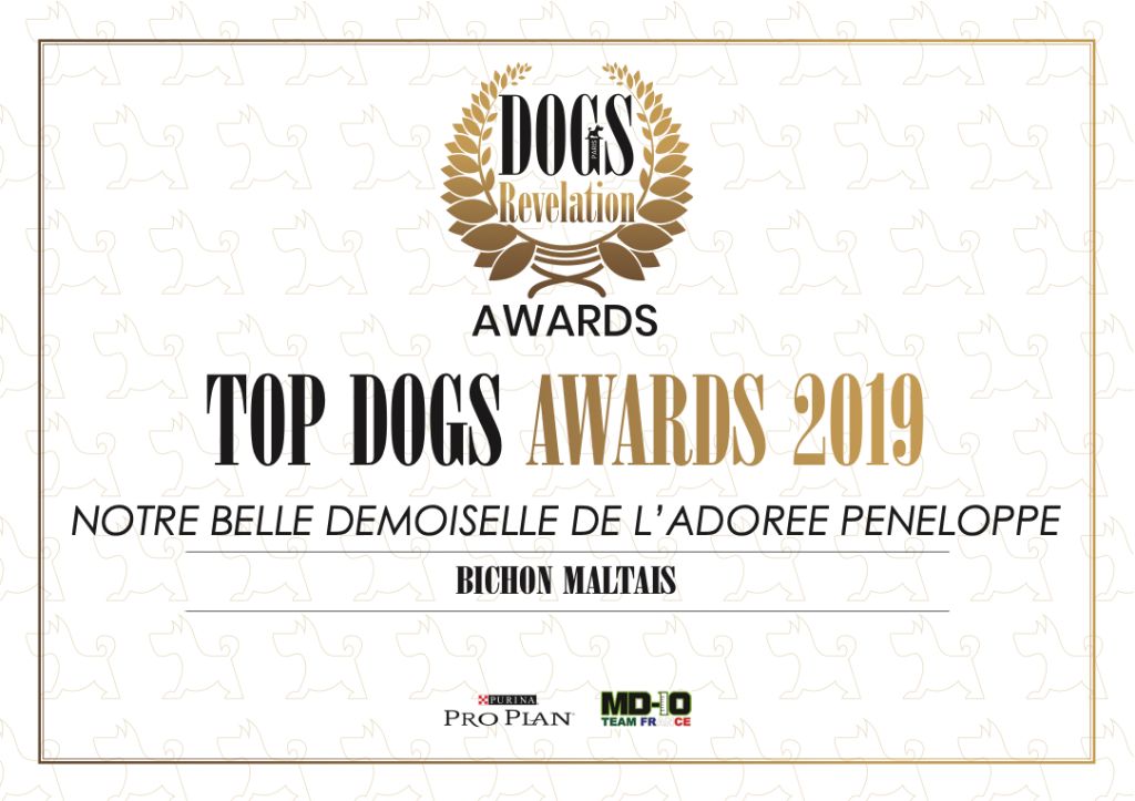 de L'Adoree Peneloppe - TOP DOGS AWARDS 2019