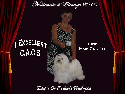 de L'Adoree Peneloppe -  	  Nacional d'Elevage des Bichons et petits chiens Lions 2010