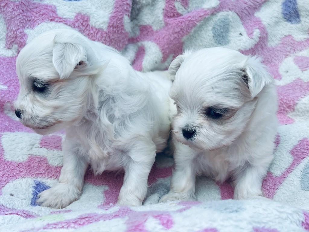 chiot Bichon maltais de L'Adoree Peneloppe