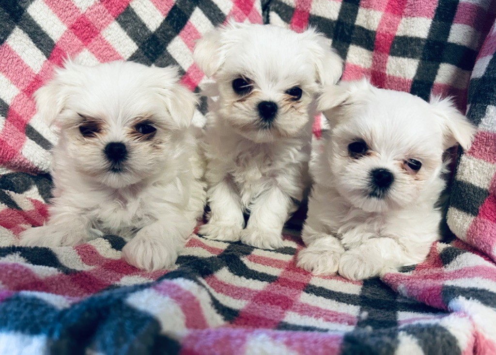 chiot Bichon maltais de L'Adoree Peneloppe