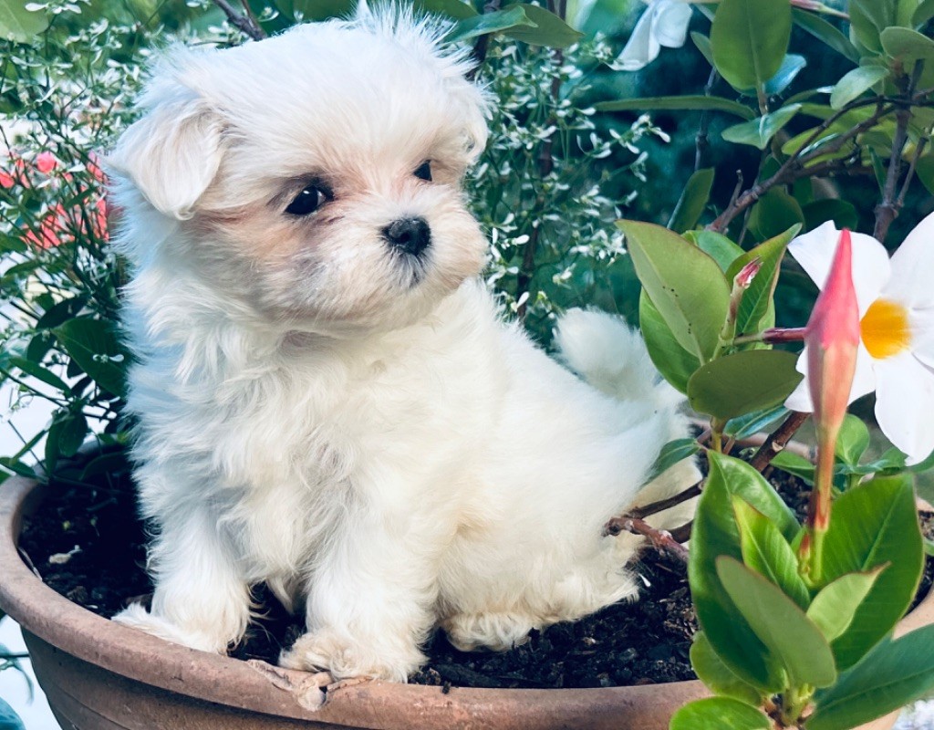 de L'Adoree Peneloppe - Chiot disponible  - Bichon maltais