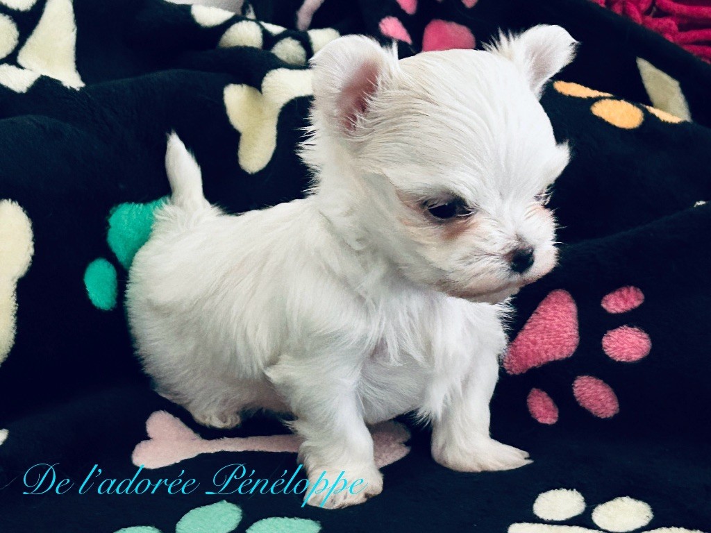 de L'Adoree Peneloppe - Chiot disponible  - Bichon maltais