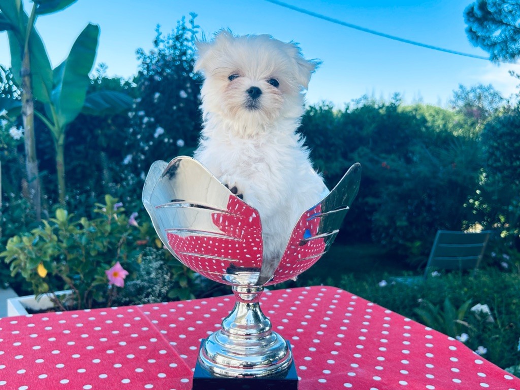 de L'Adoree Peneloppe - Chiot disponible  - Bichon maltais