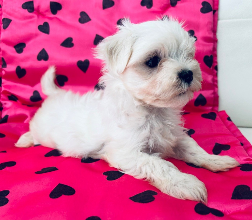 de L'Adoree Peneloppe - Chiot disponible  - Bichon maltais