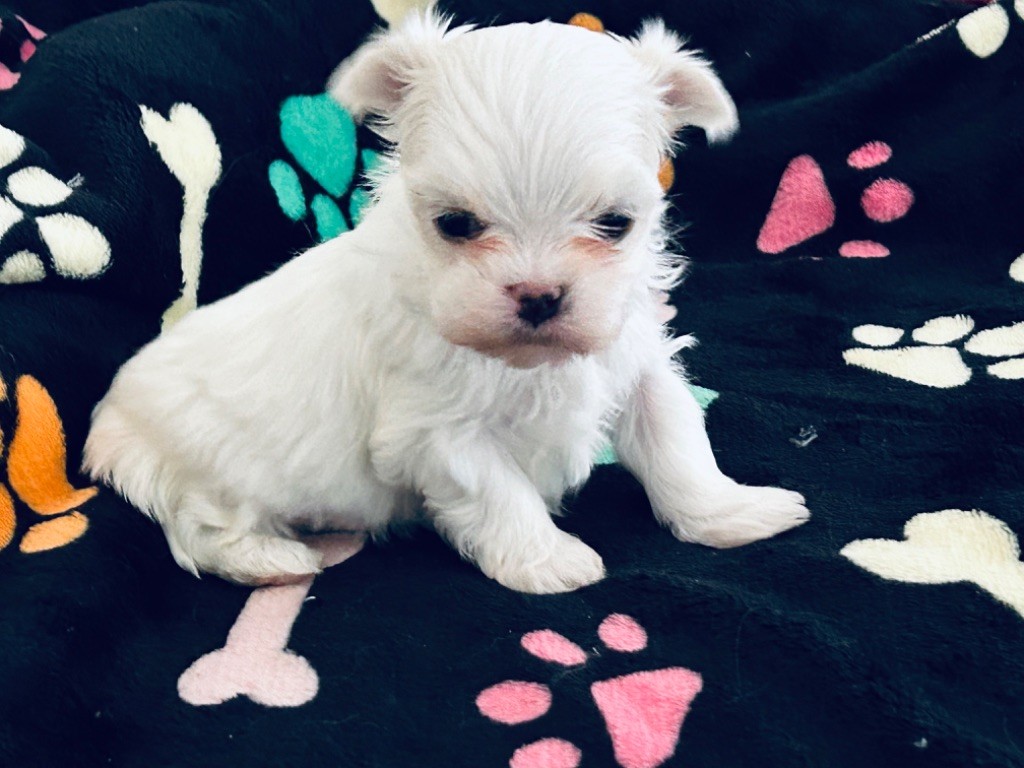 de L'Adoree Peneloppe - Chiot disponible  - Bichon maltais