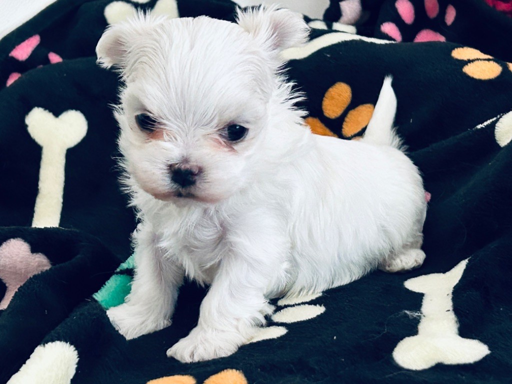 de L'Adoree Peneloppe - Chiot disponible  - Bichon maltais