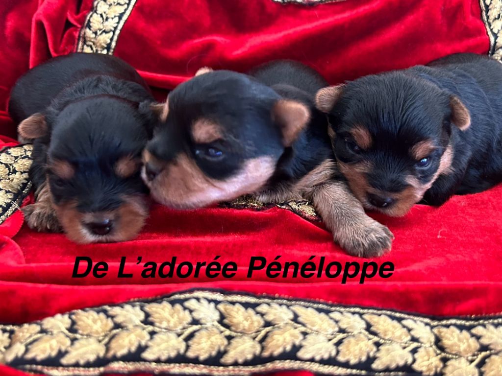 de L'Adoree Peneloppe - Chiot disponible  - Yorkshire Terrier