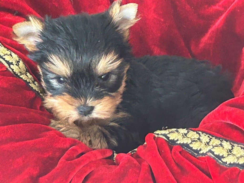 de L'Adoree Peneloppe - Chiot disponible  - Yorkshire Terrier