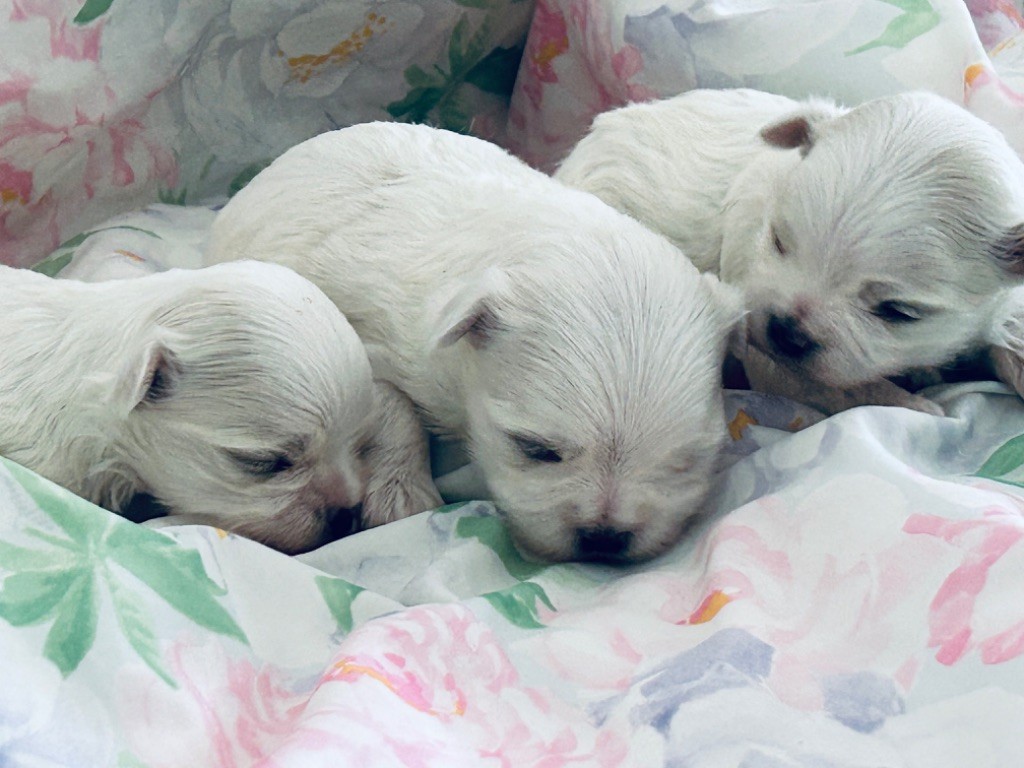 chiot Bichon maltais de L'Adoree Peneloppe