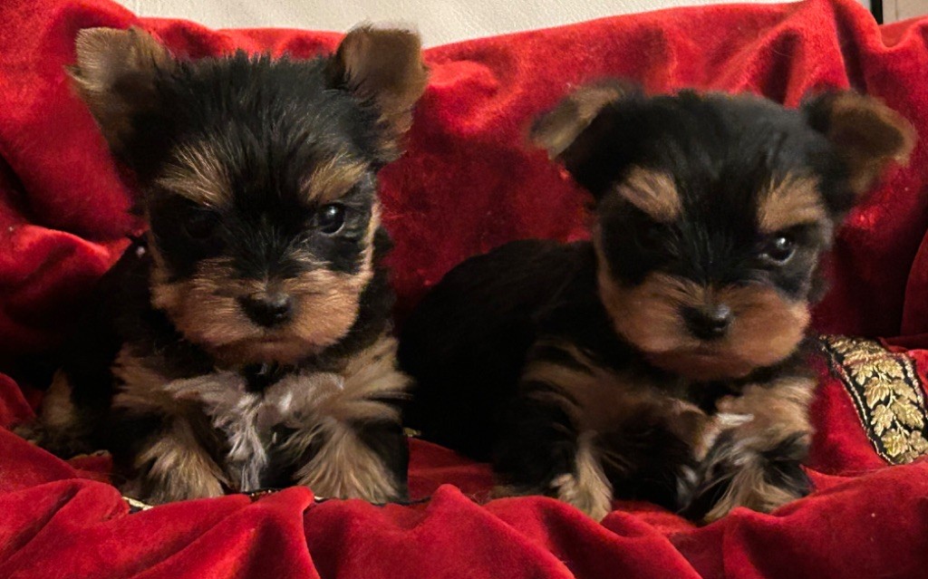 chiot Yorkshire Terrier de L'Adoree Peneloppe