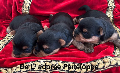 de L'Adoree Peneloppe - Yorkshire Terrier - Portée née le 31/12/2024