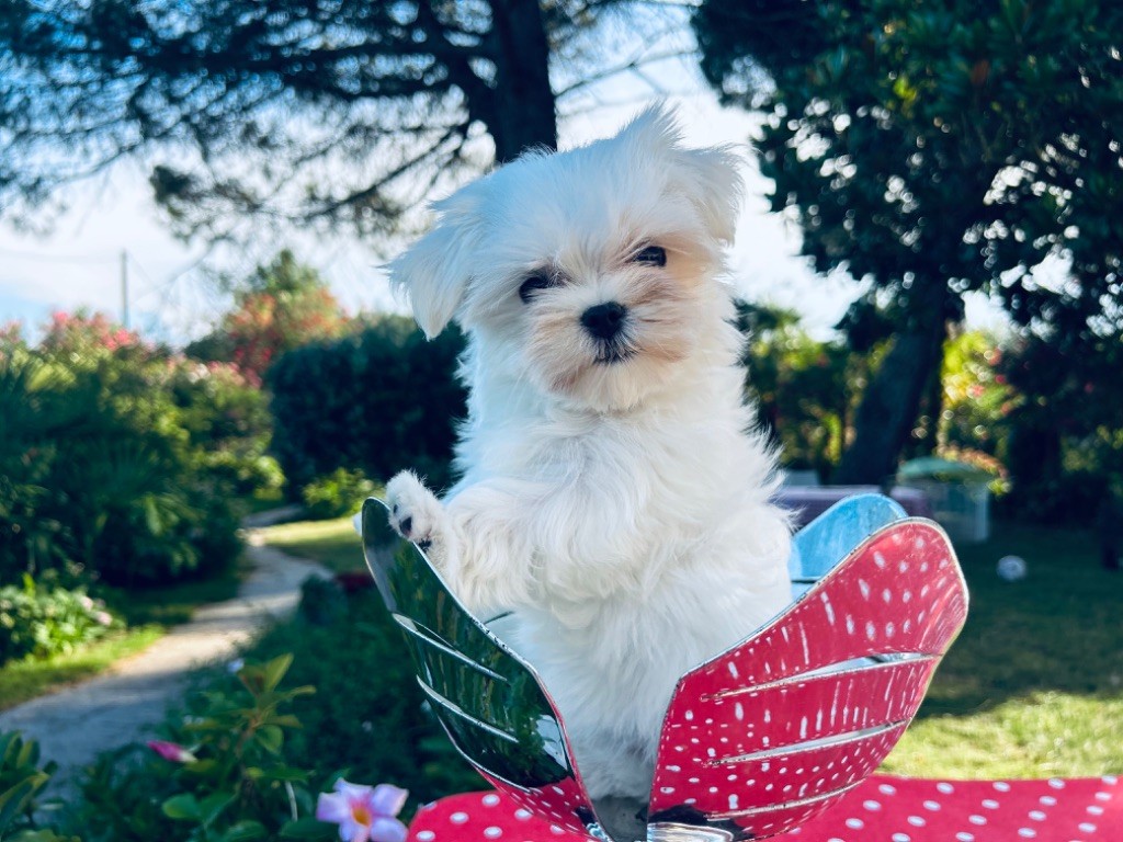 de L'Adoree Peneloppe - Chiot disponible  - Bichon maltais