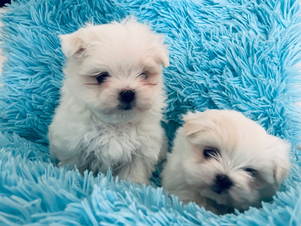 chiot Bichon maltais de L'Adoree Peneloppe