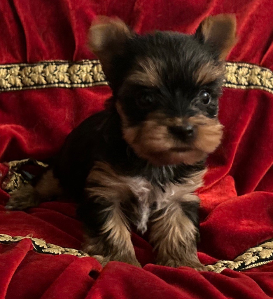 de L'Adoree Peneloppe - Chiot disponible  - Yorkshire Terrier