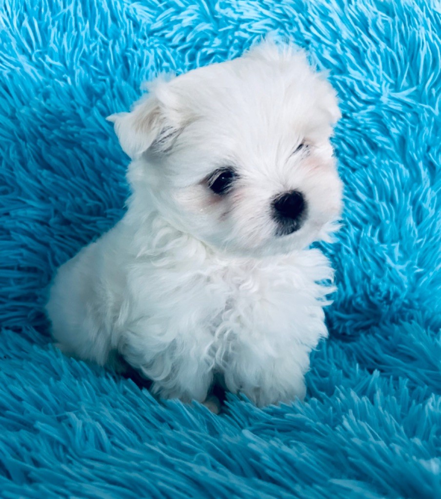 de L'Adoree Peneloppe - Chiot disponible  - Bichon maltais