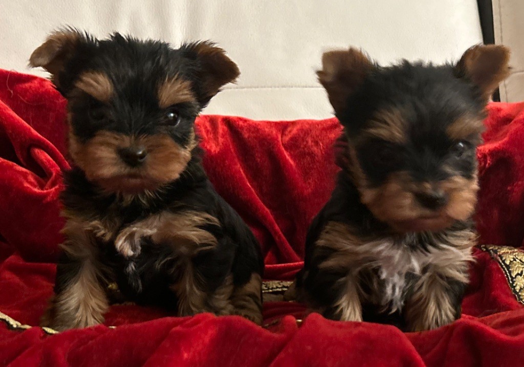 de L'Adoree Peneloppe - Chiot disponible  - Yorkshire Terrier