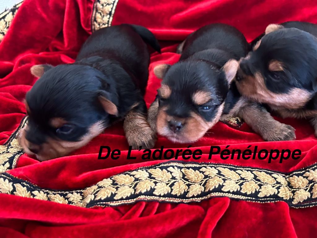 de L'Adoree Peneloppe - Chiot disponible  - Yorkshire Terrier