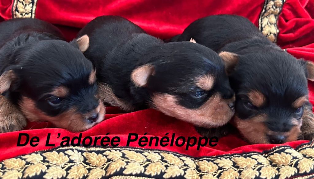 de L'Adoree Peneloppe - Chiot disponible  - Yorkshire Terrier