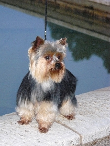 Téquila de L'Adoree Peneloppe