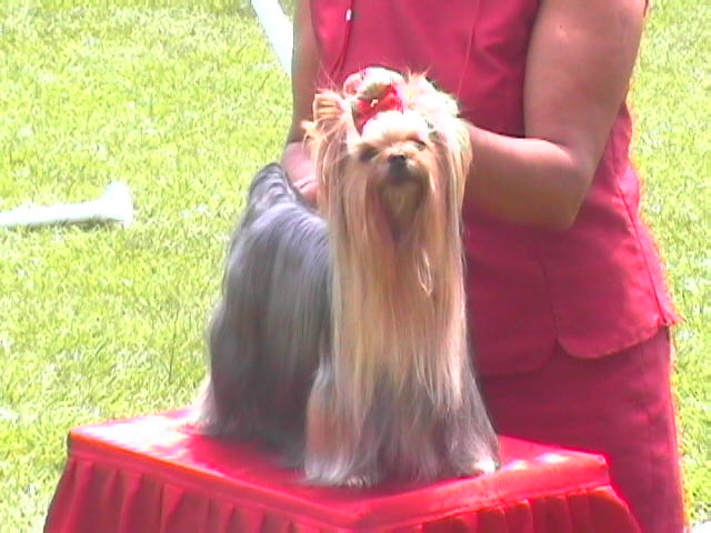 CH. Roxanne De la catllanaise