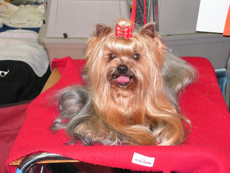 Tarzan de L'Adoree Peneloppe