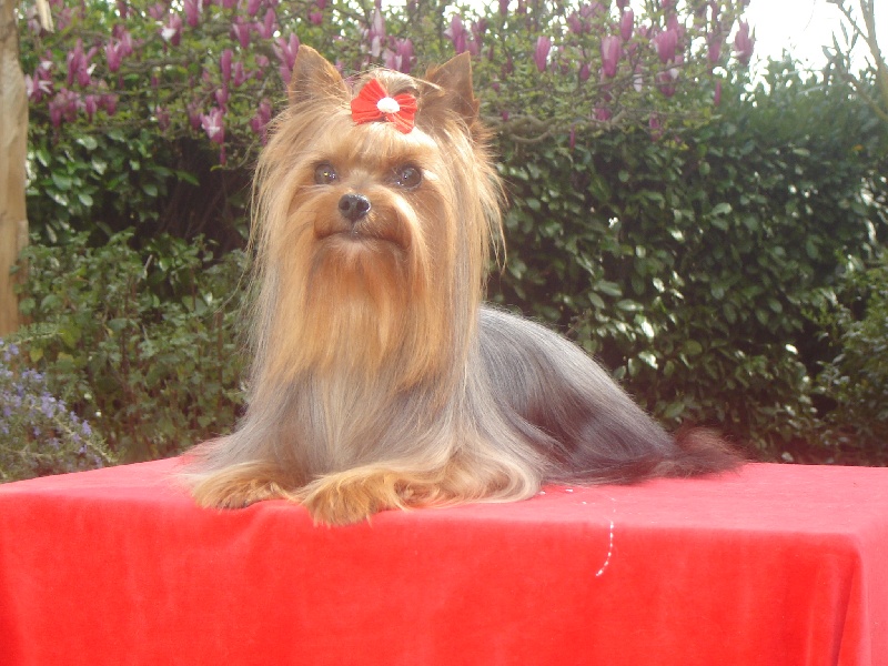 Belle star de L'Adoree Peneloppe