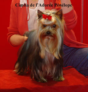 Cimba de L'Adoree Peneloppe