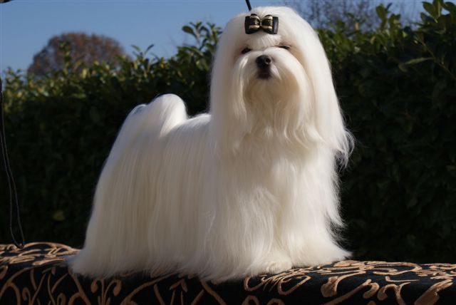 Dora de L'Adoree Peneloppe