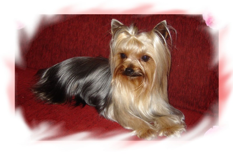 Violette de L'Adoree Peneloppe