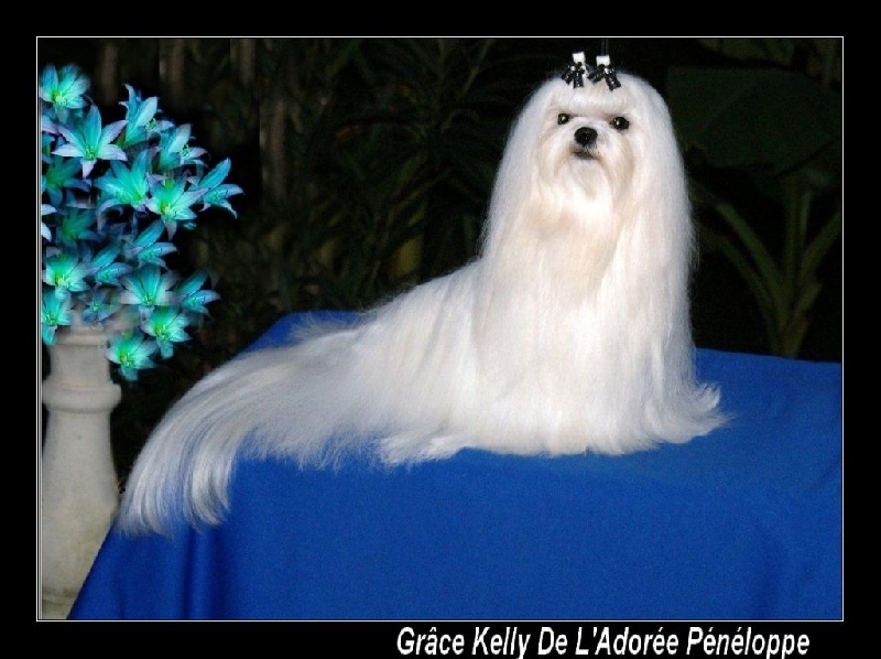 CH. Grace  kelly de L'Adoree Peneloppe