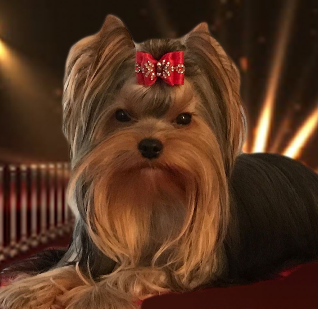 Nicotine de L'Adoree Peneloppe