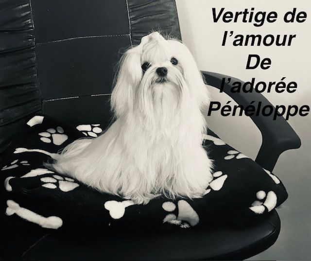 Vertige delamour de L'Adoree Peneloppe