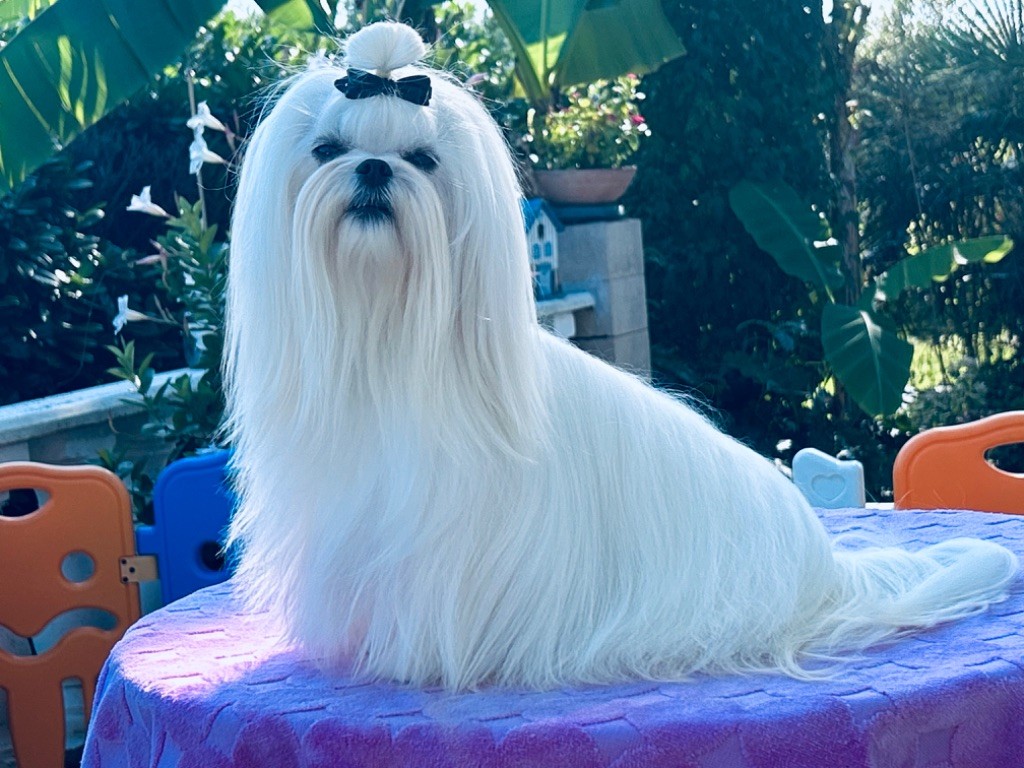 Votre altesse de L'Adoree Peneloppe