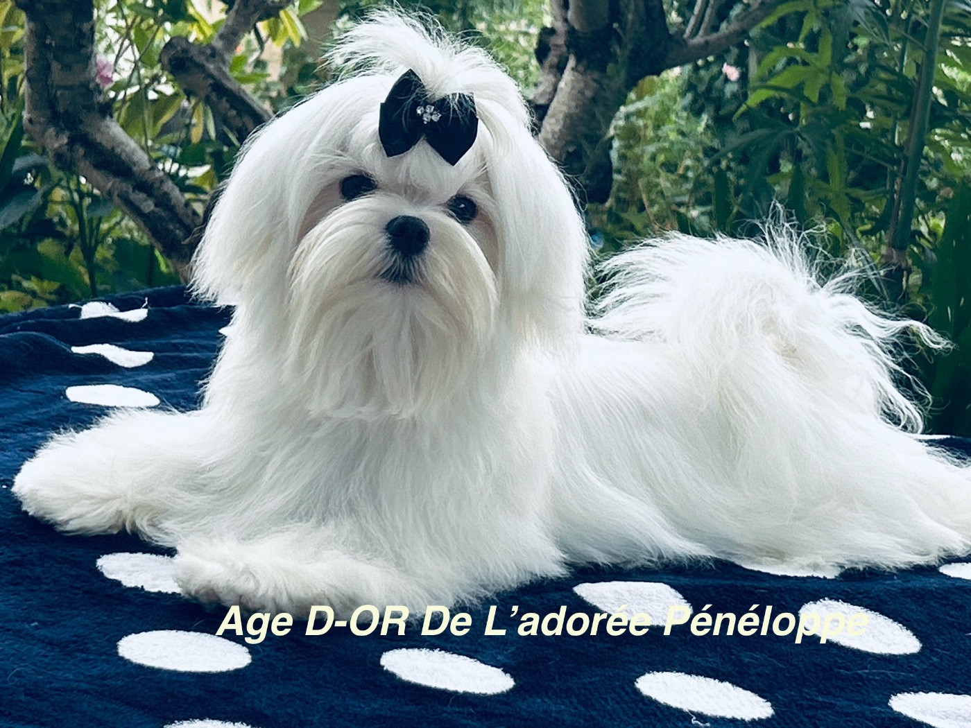 AGE D-OR de L'Adoree Peneloppe