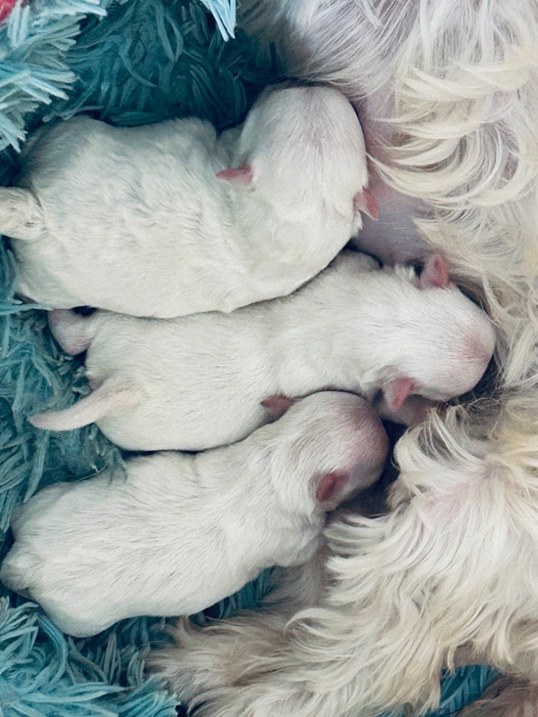 Chiot Bichon maltais de L'Adoree Peneloppe