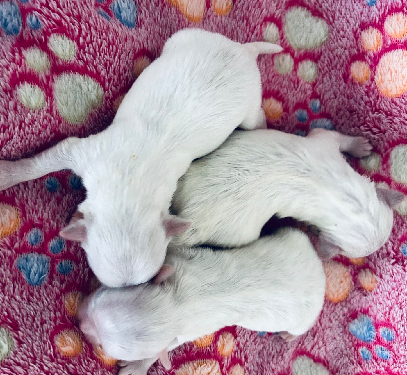 de L'Adoree Peneloppe - Chiots disponibles - Bichon maltais