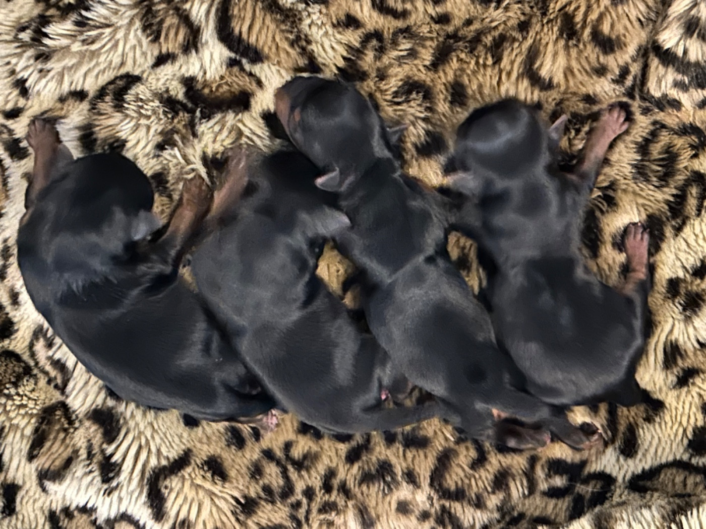 Chiot Yorkshire Terrier de L'Adoree Peneloppe