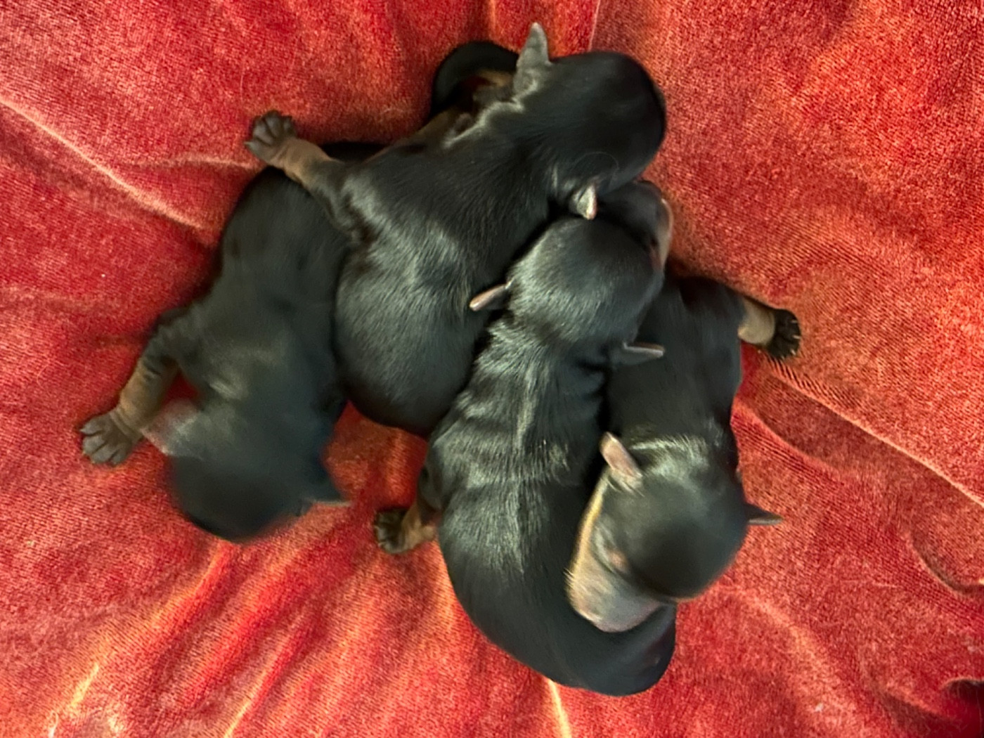 de L'Adoree Peneloppe - Chiots disponibles - Yorkshire Terrier