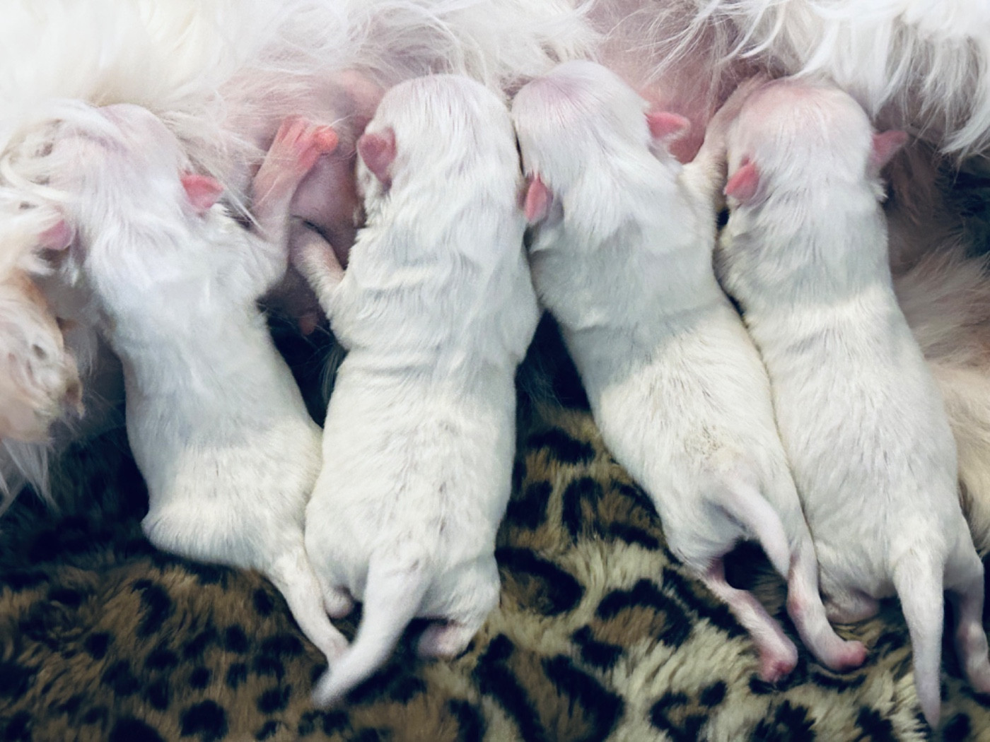 Chiot Bichon maltais de L'Adoree Peneloppe