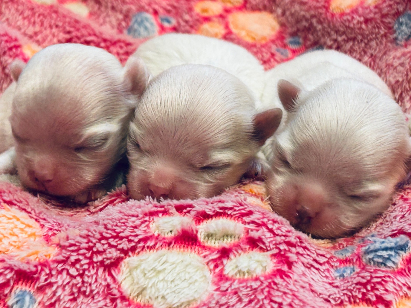 Chiot Bichon maltais de L'Adoree Peneloppe