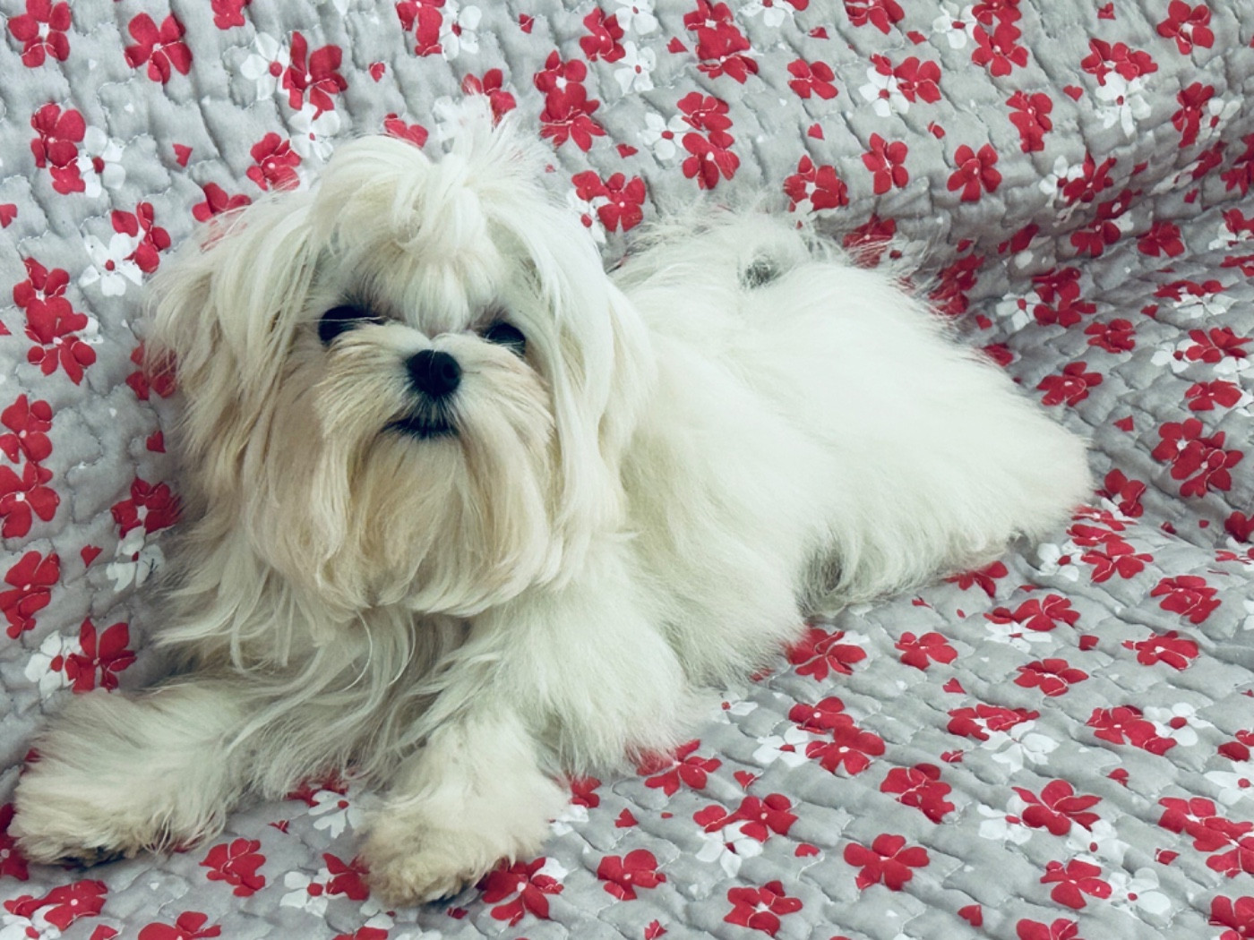 de L'Adoree Peneloppe - Chiots disponibles - Bichon maltais