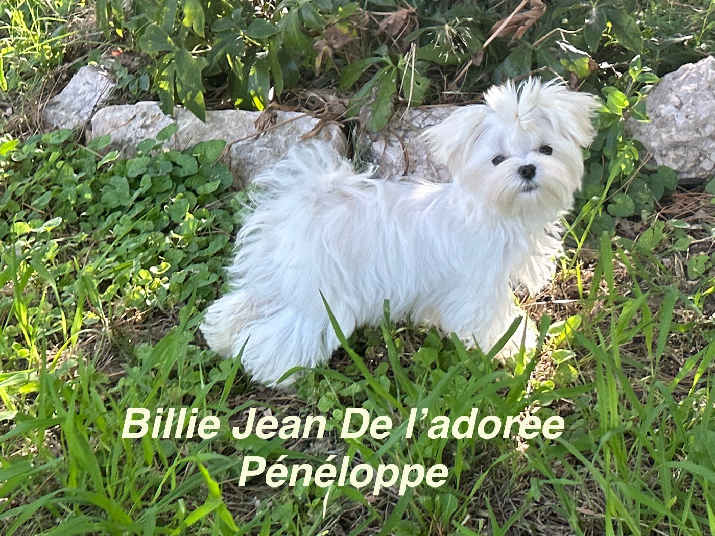 de L'Adoree Peneloppe - Chiots disponibles - Bichon maltais