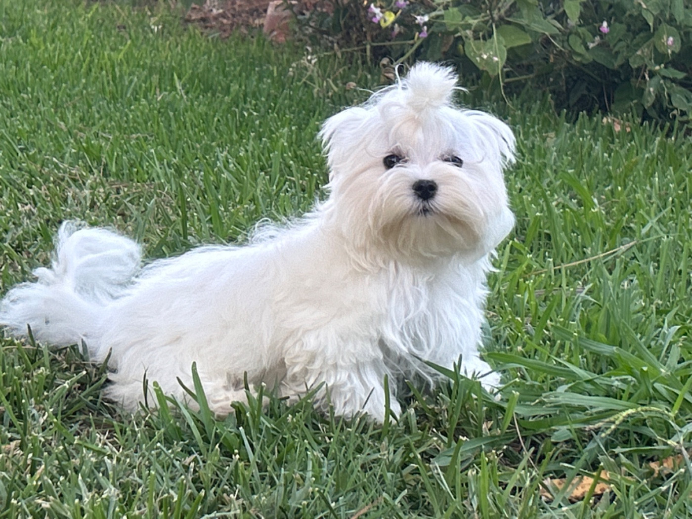 de L'Adoree Peneloppe - Chiots disponibles - Bichon maltais