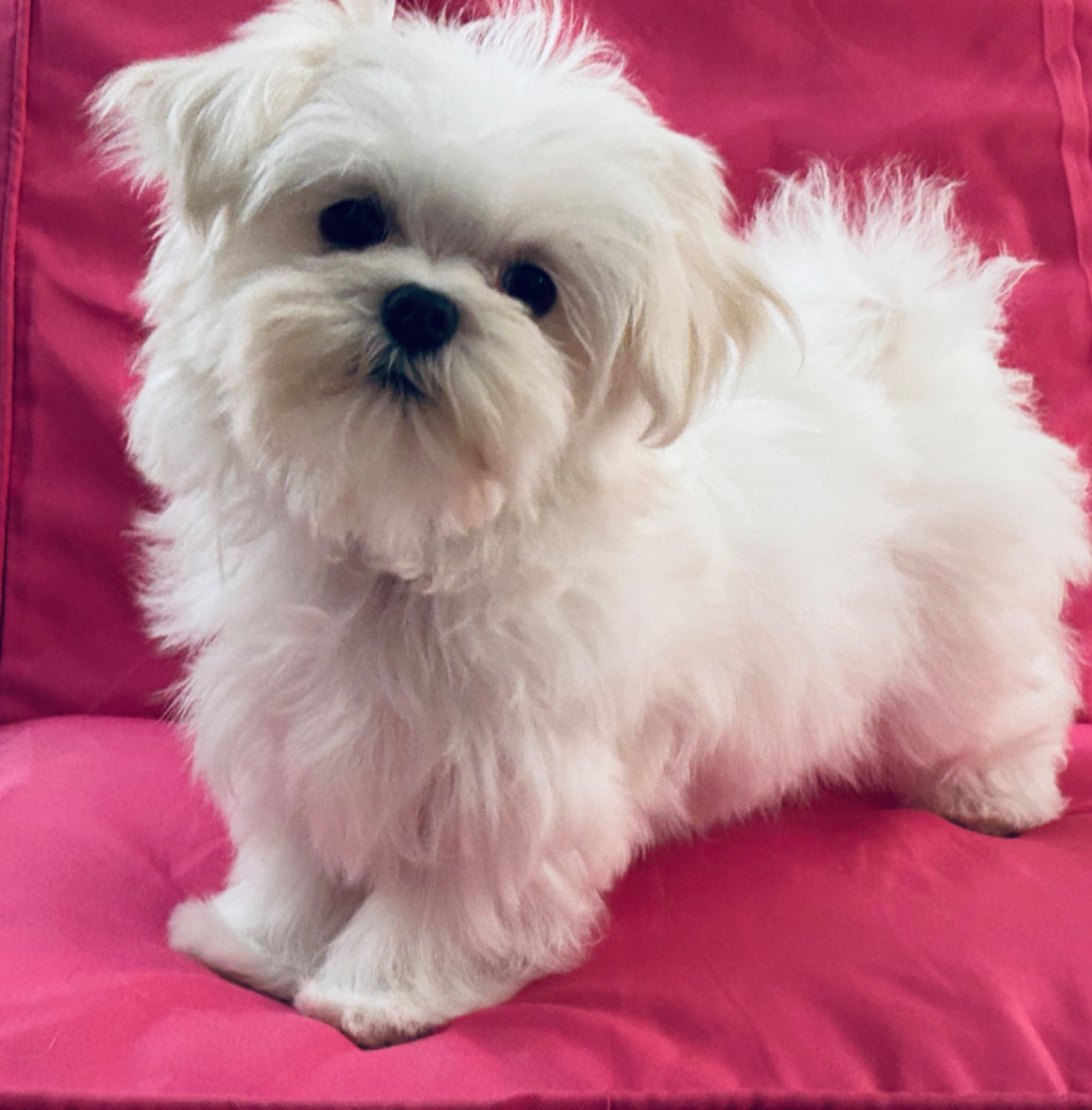 de L'Adoree Peneloppe - Chiots disponibles - Bichon maltais