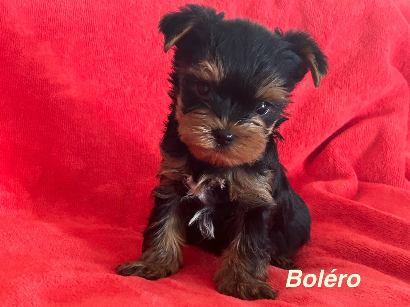 de L'Adoree Peneloppe - Chiots disponibles - Yorkshire Terrier
