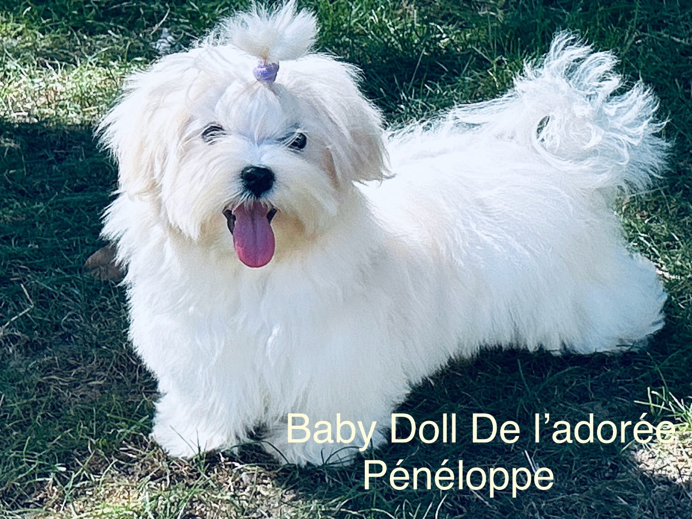 de L'Adoree Peneloppe - Chiots disponibles - Bichon maltais