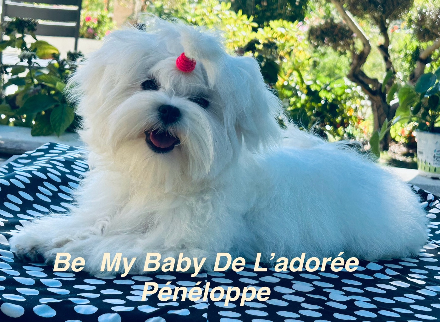 de L'Adoree Peneloppe - Chiots disponibles - Bichon maltais