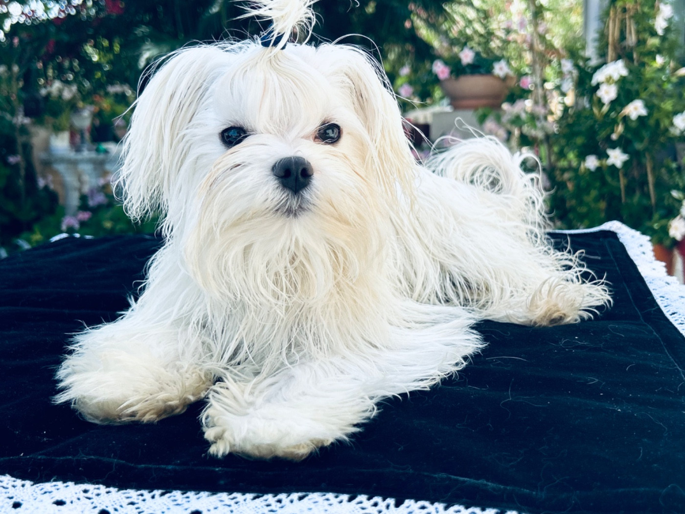 de L'Adoree Peneloppe - Chiots disponibles - Bichon maltais