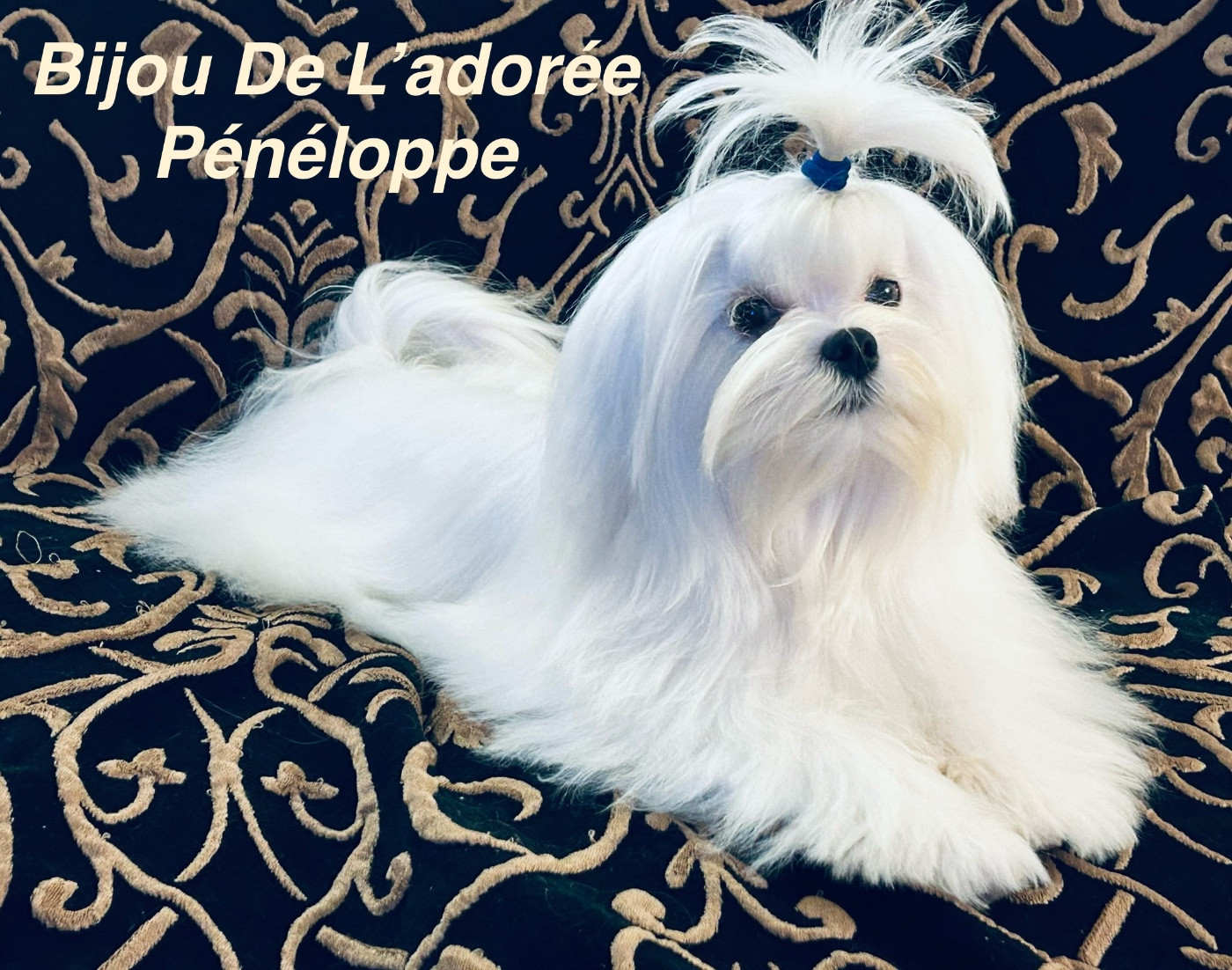 de L'Adoree Peneloppe - Chiots disponibles - Bichon maltais